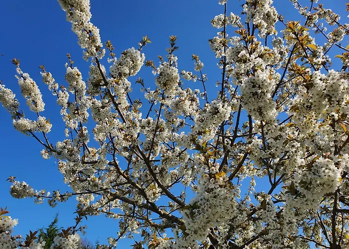 T 앙굴랑-쉬르-메르