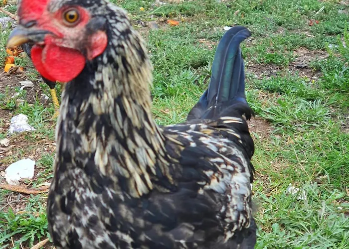 T * 앙굴랑-쉬르-메르